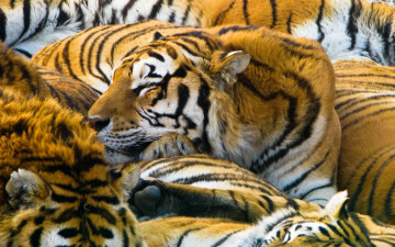 Картинка животные тигры спящий тигр