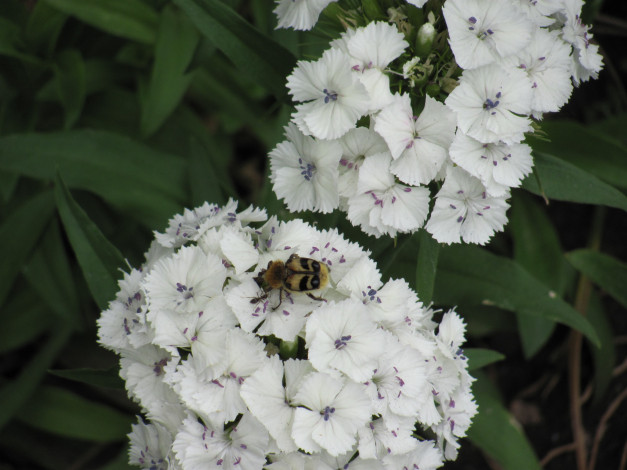 Обои картинки фото цветы, гвоздики, мелкие, лепестки, пчела
