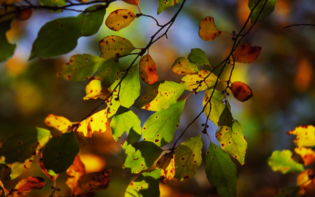 Обои картинки фото природа, листья, осень, боке, свет, ветка