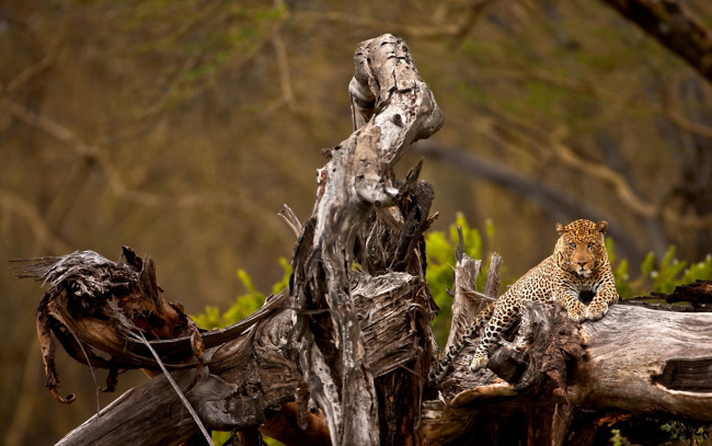 Обои картинки фото животные, леопарды, отдых