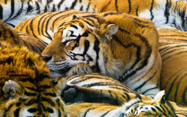 Обои картинки фото животные, тигры, спящий, тигр