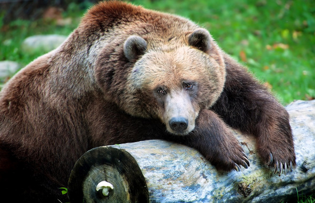 Обои картинки фото животные, медведи, грустный, бурый, бревно