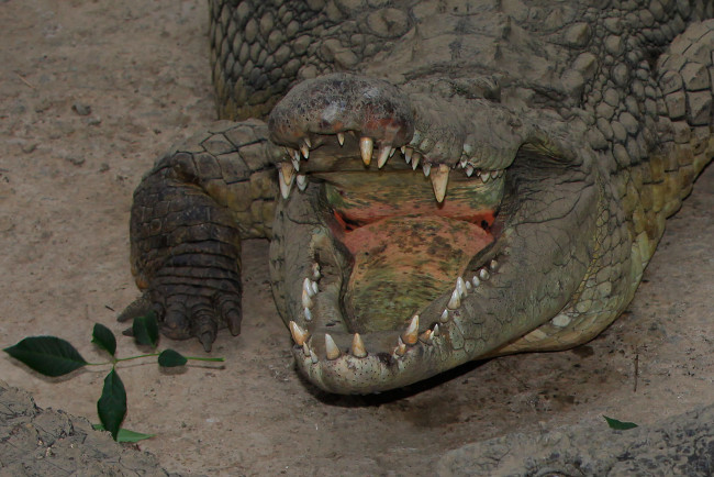 Обои картинки фото нильский, крокодил, животные, крокодилы, открытая, пасть