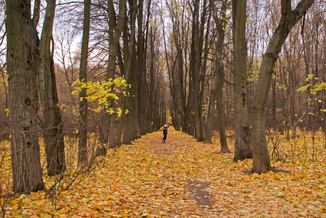Обои картинки фото поздняя, осень, природа, деревья, листья, девушка