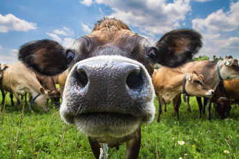 Картинка животные коровы +буйволы корова