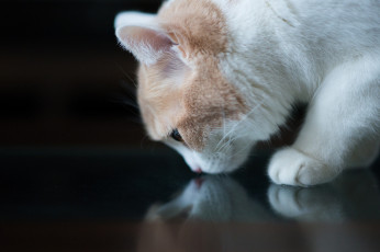 Картинка животные коты усы ушки профиль коте киса