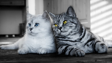 Картинка животные коты фон взгляд кошки