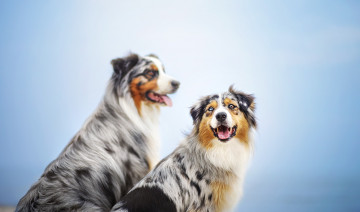 Картинка животные собаки фон друзья