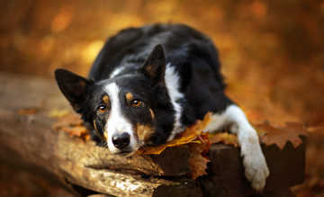 Картинка животные собаки осень лес собака взгляд лежит