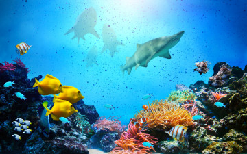 обоя животные, разные вместе, акулы, рыбки, fishes, ocean, underwater, coral, reef, tropical, подводный, мир, коралловый, риф