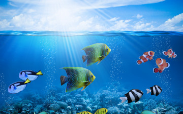 обоя животные, рыбы, ocean, coral, солнце, рыбки, коралловый, риф, fishes, подводный, мир, tropical, reef, underwater, пузыри, лучи