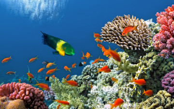 Картинка животные рыбы подводный мир fishes ocean underwater reef coral tropical рыбки коралловый риф