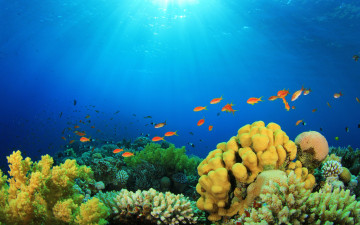 Картинка животные рыбы reef коралловый риф подводный мир fishes ocean underwater coral tropical