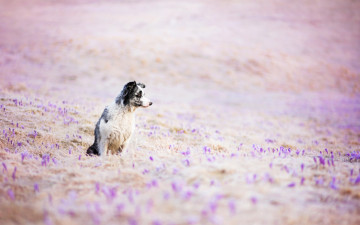 Картинка животные собаки цветы собака луг поле друг взгляд