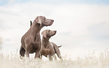 Картинка животные собаки природа пара поле