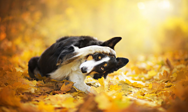 Обои картинки фото животные, собаки, взгляд, лапа, листья, осень, собака