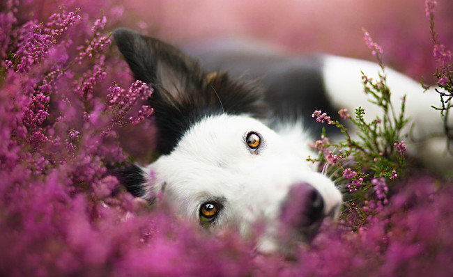 Обои картинки фото животные, собаки, взгляд, цветы, луг, собака
