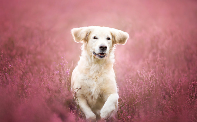 Обои картинки фото животные, собаки, розовые, цветы, луг, друг, взгляд, собака