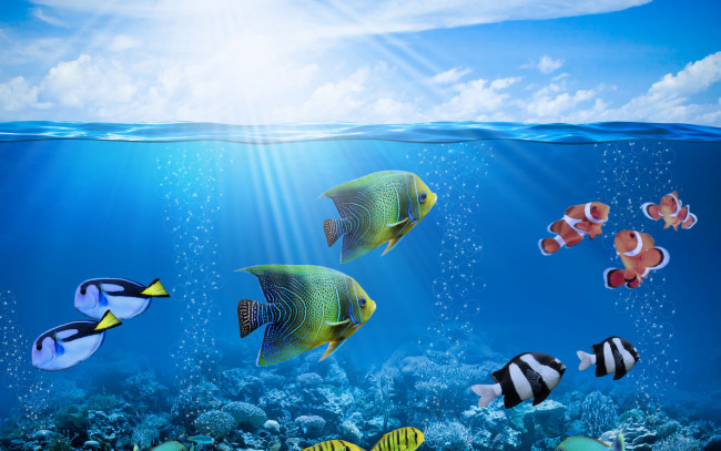 Обои картинки фото животные, рыбы, ocean, coral, солнце, рыбки, коралловый, риф, fishes, подводный, мир, tropical, reef, underwater, пузыри, лучи