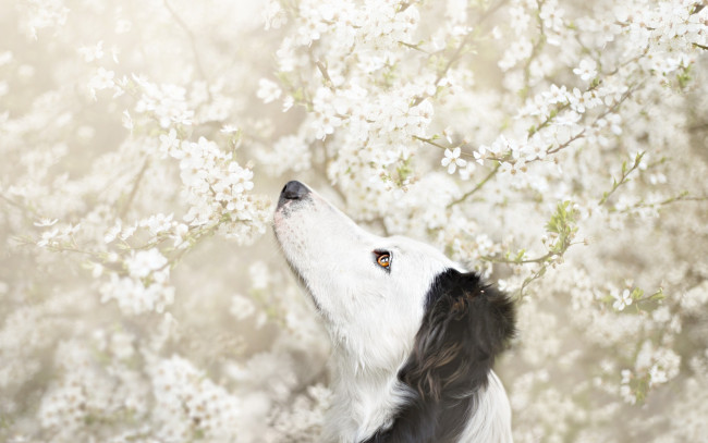 Обои картинки фото животные, собаки, цветы, дерево, весна, цветение, друг, взгляд, собака, белые