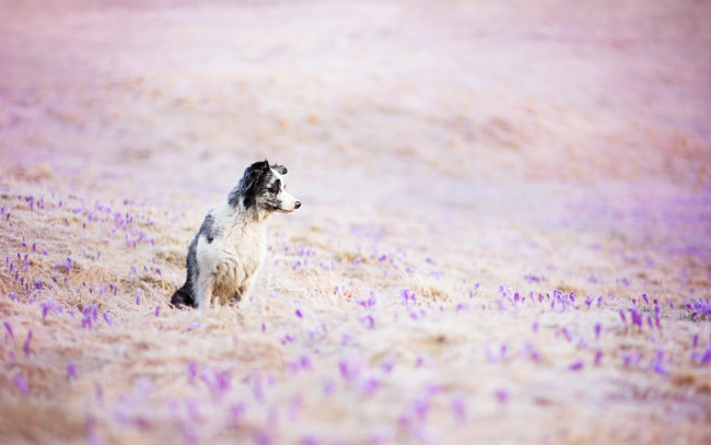 Обои картинки фото животные, собаки, цветы, собака, луг, поле, друг, взгляд