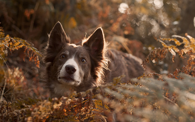 Обои картинки фото животные, собаки, друг, взгляд, собака, трава, осень, папоротник