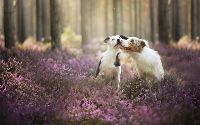 Обои картинки фото животные, собаки, друзья, цветы, лес