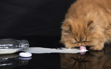 Картинка животные коты молоко пушисты рыжий кот персидская кошка бутылка