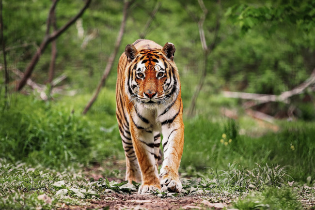 Обои картинки фото животные, тигры, полосатый