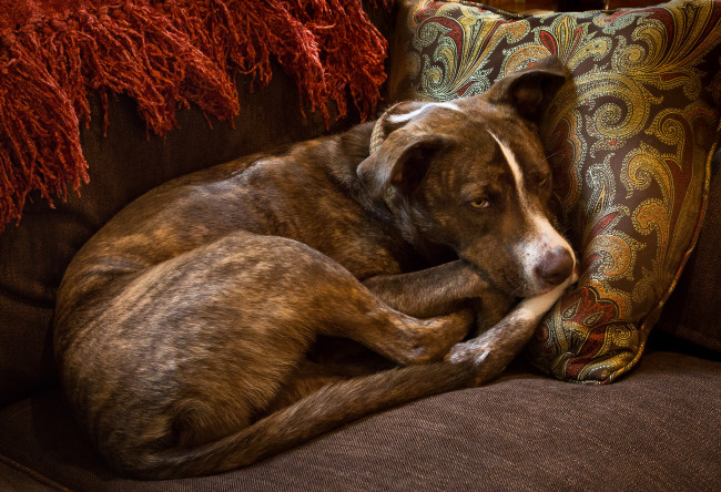 Обои картинки фото животные, собаки, пёс, собака, кресло, подушка, отдых