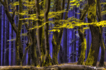 Картинка природа лес синий туман