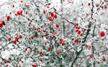 Картинка природа Ягоды зима ягоды иней