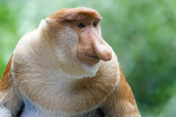 Картинка носач животные обезьяны обезьяна приматы мартышковые млекопитающие