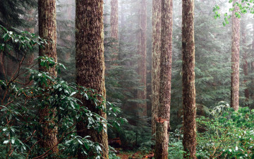 Картинка природа лес сосны стволы туман