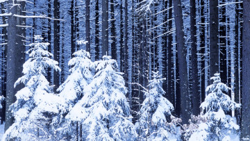 обоя природа, лес, снег, зима