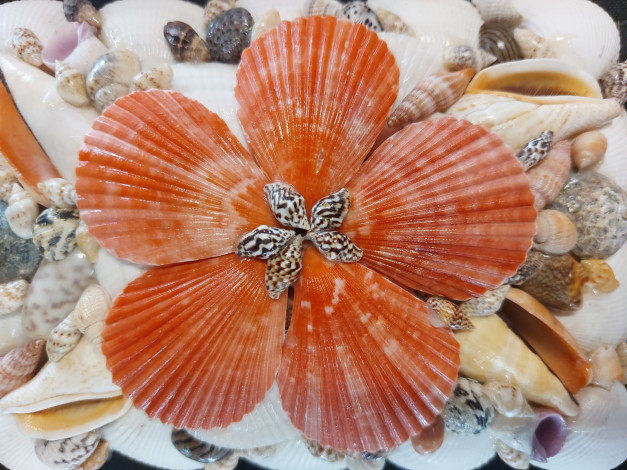 Обои картинки фото разное, ракушки,  кораллы,  декоративные и spa-камни, разноцветные