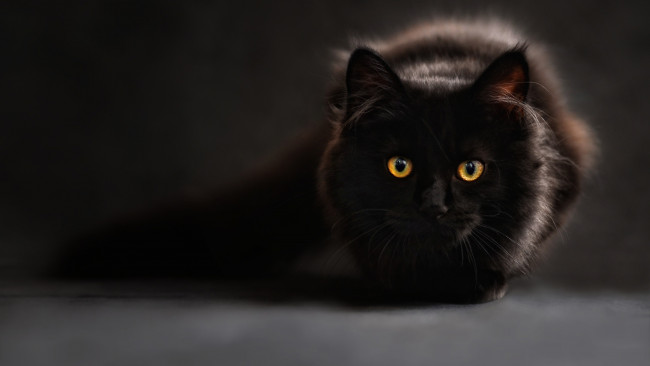 Обои картинки фото черный кот, животные, коты, кот, животное, фауна, взгляд, цвет, поза