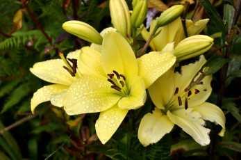 Картинка цветы лилии лилейники бутоны капли желтый