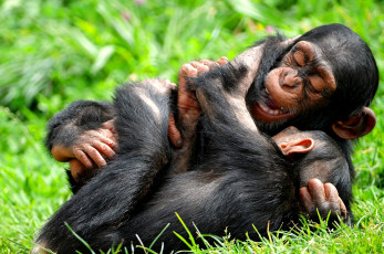 Картинка животные обезьяны шимпанзе детеныши игра