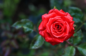 Картинка цветы розы красный яркий