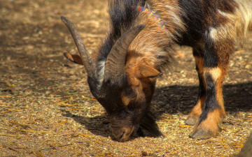 Картинка животные козы рога
