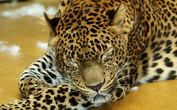 Картинка животные леопарды спящий зверь
