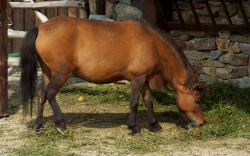 Картинка животные лошади трава лошадь камни