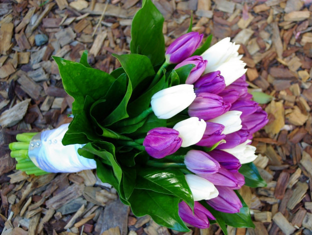 Обои картинки фото цветы, тюльпаны, букет, белый, лиловый