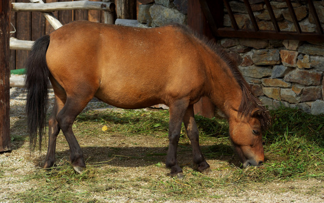 Обои картинки фото животные, лошади, трава, лошадь, камни