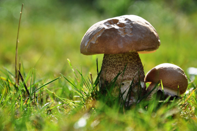 Обои картинки фото природа, грибы, шляпка, ножка, макро, трава