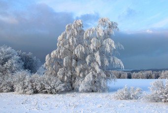 Картинка природа зима снег деревья кусты иней
