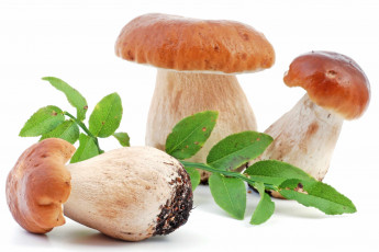 Картинка еда грибы грибные блюда боровики