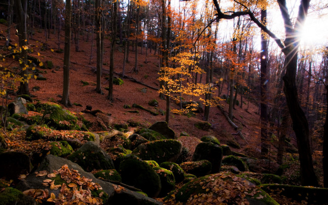 Обои картинки фото природа, лес, валуны, осень, желтая, листва, свет, склон, деревья