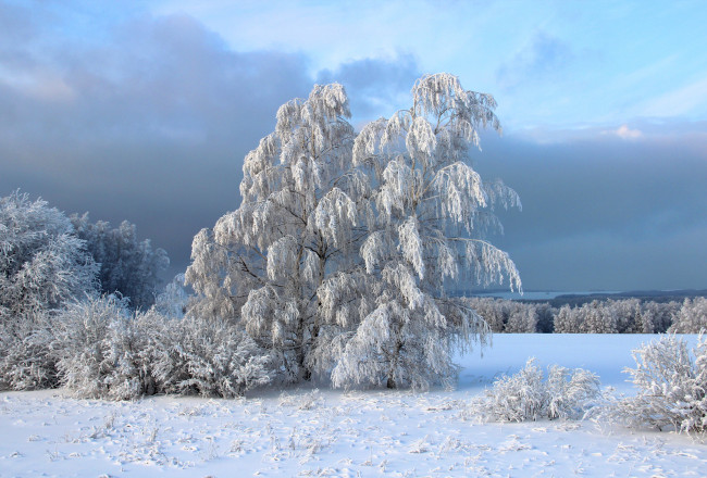 Обои картинки фото природа, зима, снег, деревья, кусты, иней